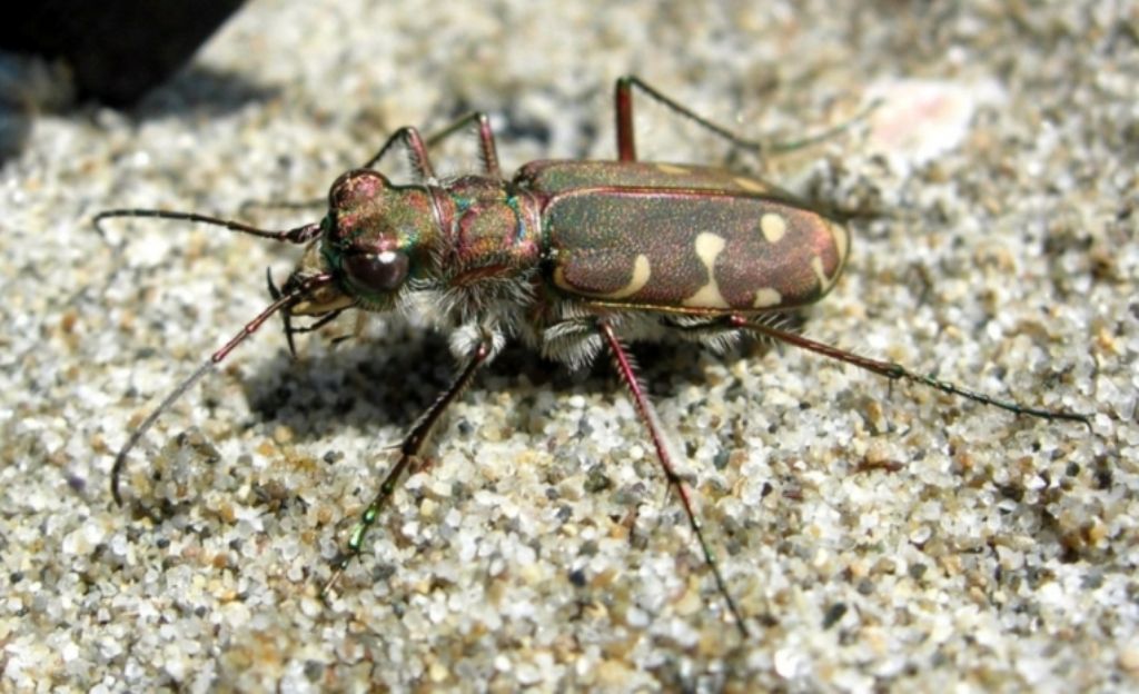 Eugrapha trisignata e Calomera littoralis nemoralis